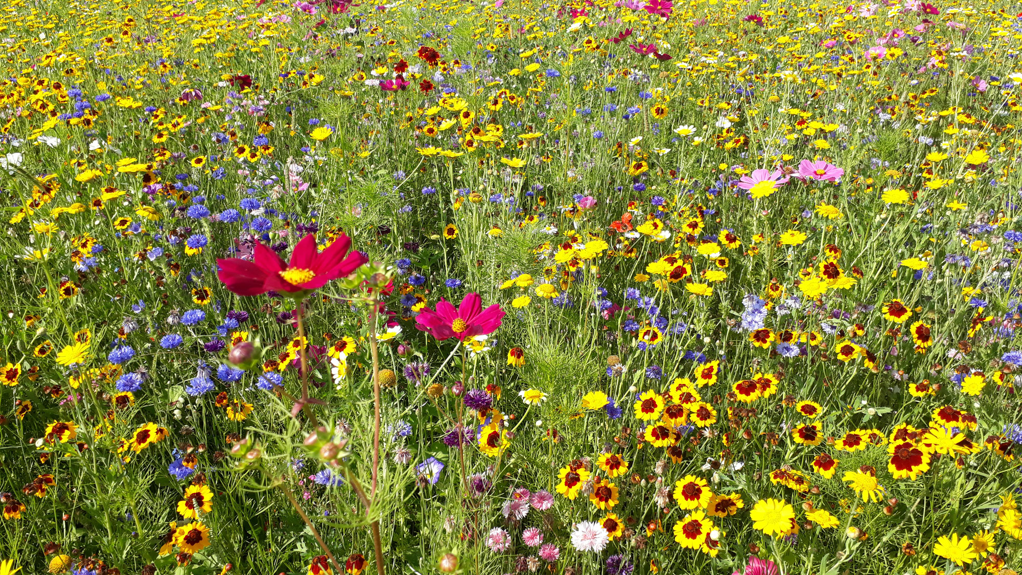 Wildblumenwiese mähen Maschinenring Oberösterreich Blog