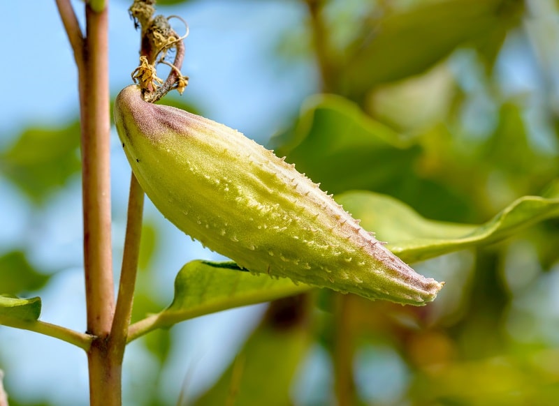 Seidenpflanze - Neophyten